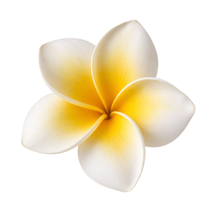 Gold and white plumeria flower